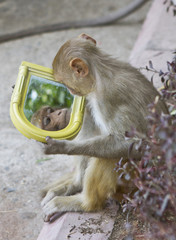 Indian Monkey