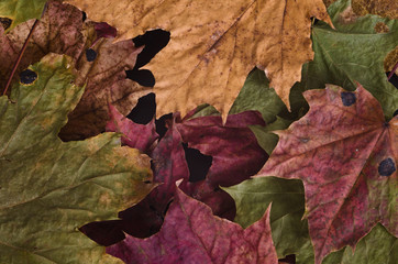 Autumn maple leaves lay on black matte surface