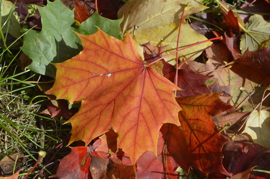 Autumn colored maple leaves lying on lawn