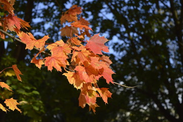 Autumn colored maple leaves hanging from tree