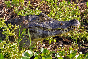Brazil Pantanal Caiman head and fly