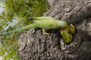 Foto op Plexiglas Parrot feeding little © Kailash Kumar