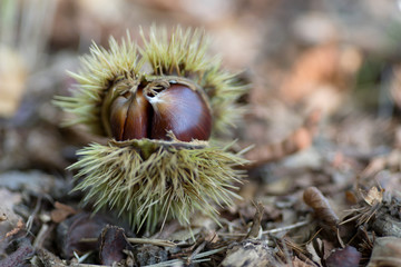 Chestnut