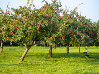 Streuobstwiese