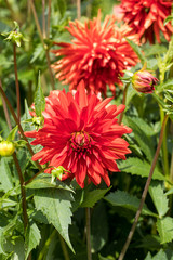 Head of  red dahlia flower in summer garden