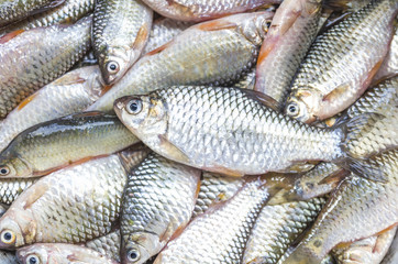 soft focus of different kinds of fresh fish on sale at a fish market in Thailand. Selective Focus. Concept background.