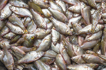 soft focus of different kinds of fresh fish on sale at a fish market in Thailand. Selective Focus. Concept background.