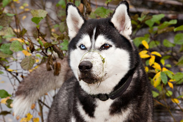 Dog breed Siberian Husky with algae on the nose in the autumn forest