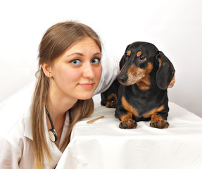 dachshund dog and veterinary doctor