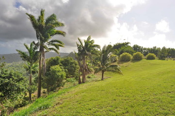 Fototapeta na wymiar Landscape in Barbados