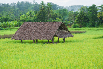 Fototapeta na wymiar Cottage in the green rice field
