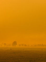 Trees in heavy fog, on a field, sunrise, early morning