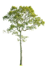 Obraz premium tree isolated on white background.
