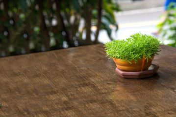 Little green tree in clay vase on wooden table for decoration in garden or home décor

