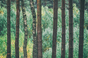 FOREST - Birches and pine in autumn