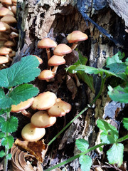Herbstpilze am Baumstumpf