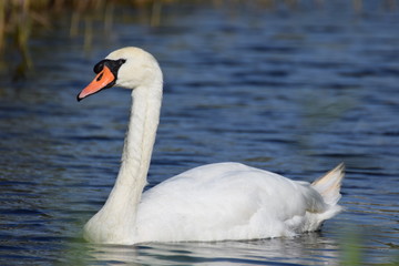 White swan bird swimming