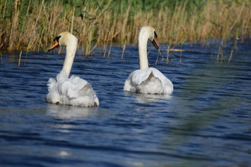 White swan bird swimming