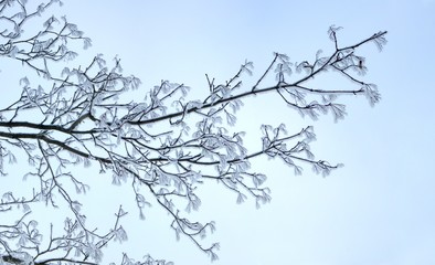 Fototapeta na wymiar Close up of wintry, snowy branches