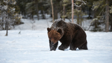 Brown bear in the snow