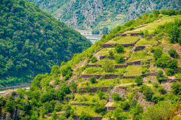 Vineyards at Rhine Valley in Germany