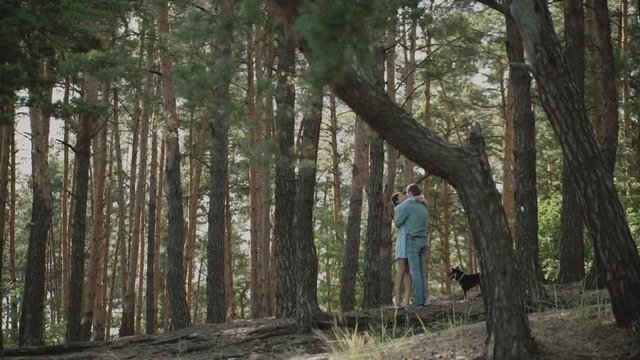 A young attractive couple walking through the forest with their happy dog.Couple in love play with the dog shiba in pine forest .Couple kisses and hugs in summer forest.Sunny weather.