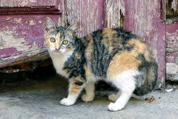 Cute calico kitten looking at camera with old door background