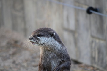 otter