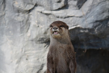 otter