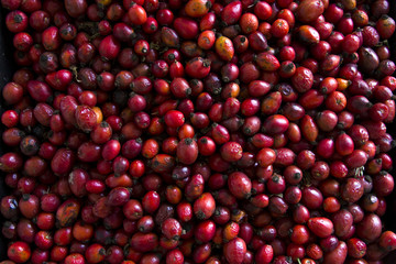 there are many red and yellow dogroses