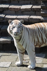 white tiger