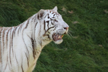 white tiger