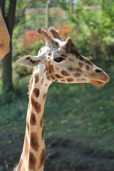 giraffe