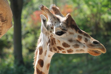 giraffe