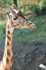 giraffe