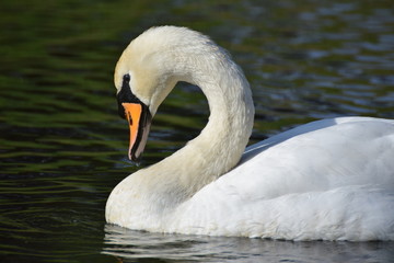 White swan bird swimming