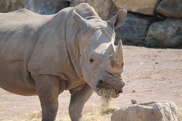 Obraz premium rhinocero