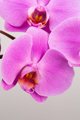 Pink orchid isolated on the white background.
