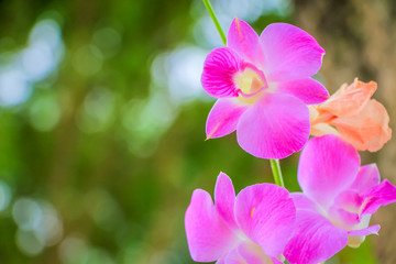 orchid flowers