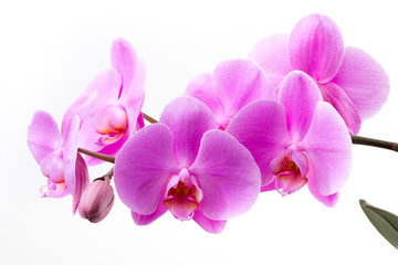 Plakat Pink orchid isolated on the white background.