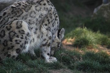 snow leopard