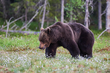Male brown bear