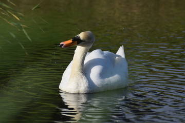 White swan bird swimming