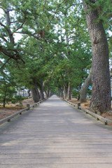 三保の松原　神の道