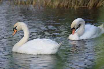 Fototapeta premium White swan bird swimming