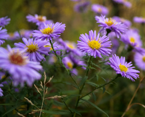 meadow of purple flowers daisies chrysanthemums