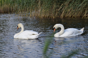 White swan bird swimming