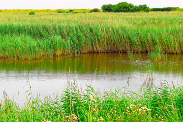 The reed bed of Minsmere in the English county of Suffolk