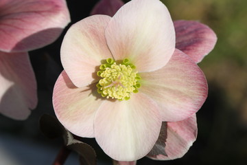 Obraz premium flower