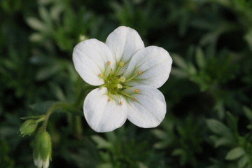 Obraz premium flower